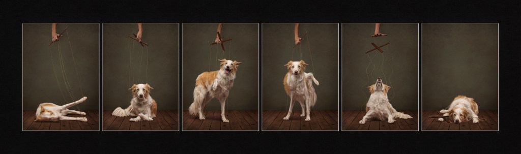 Dog Photography Awards, photo, winner