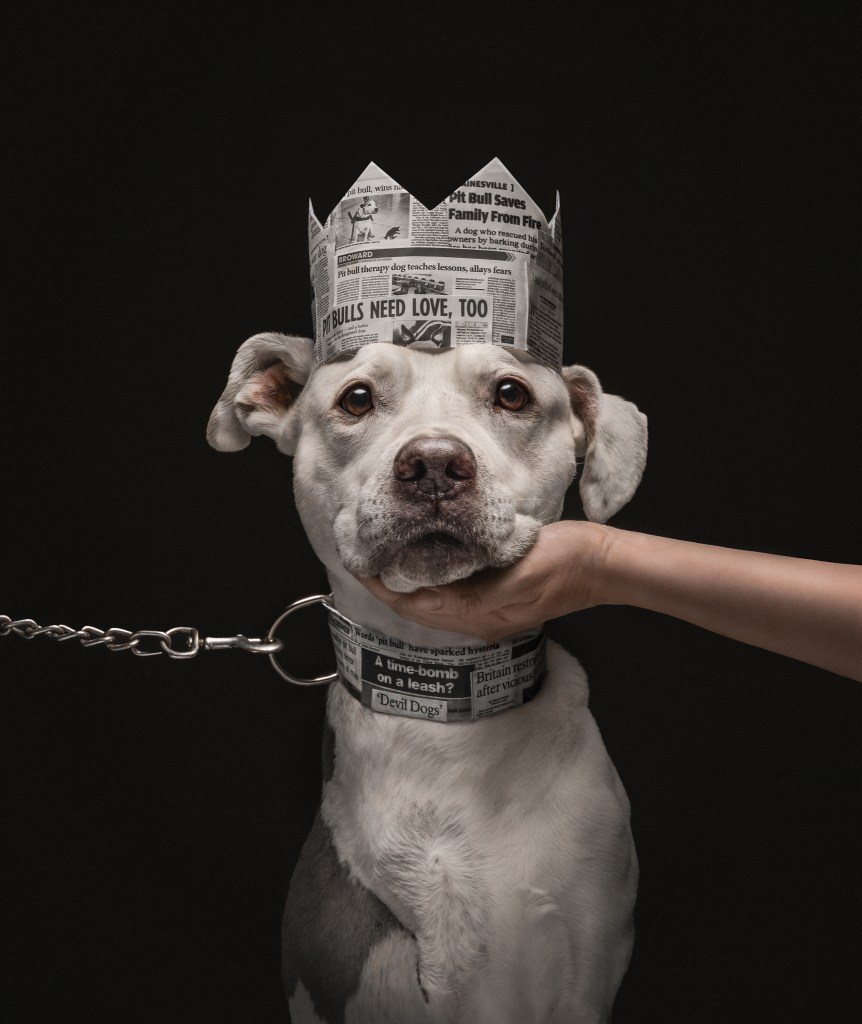 Put Bull, Dog Photography Awards, Kate Brockman