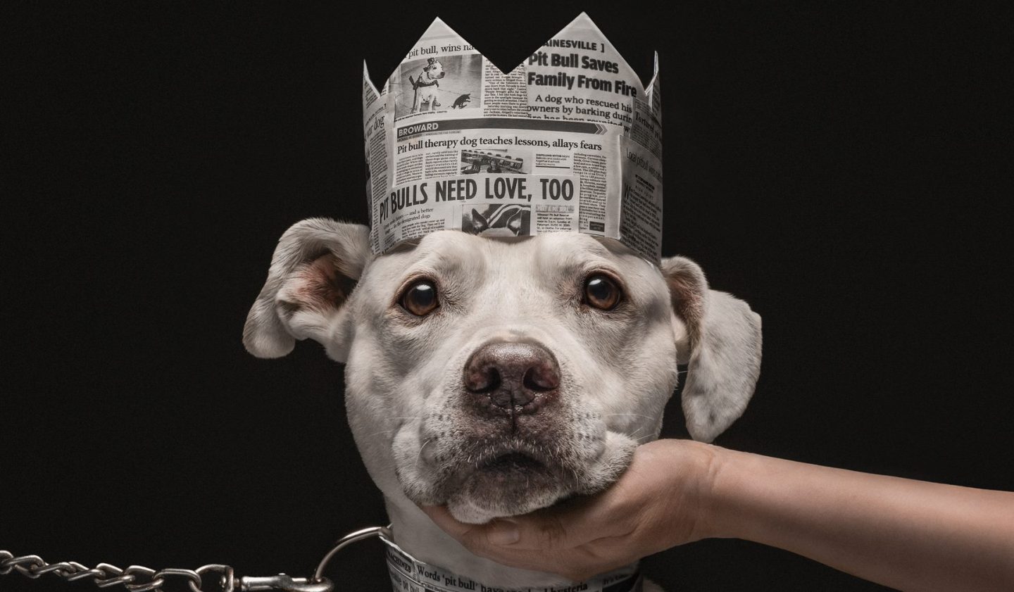 dog photography, photography, dog photography awards