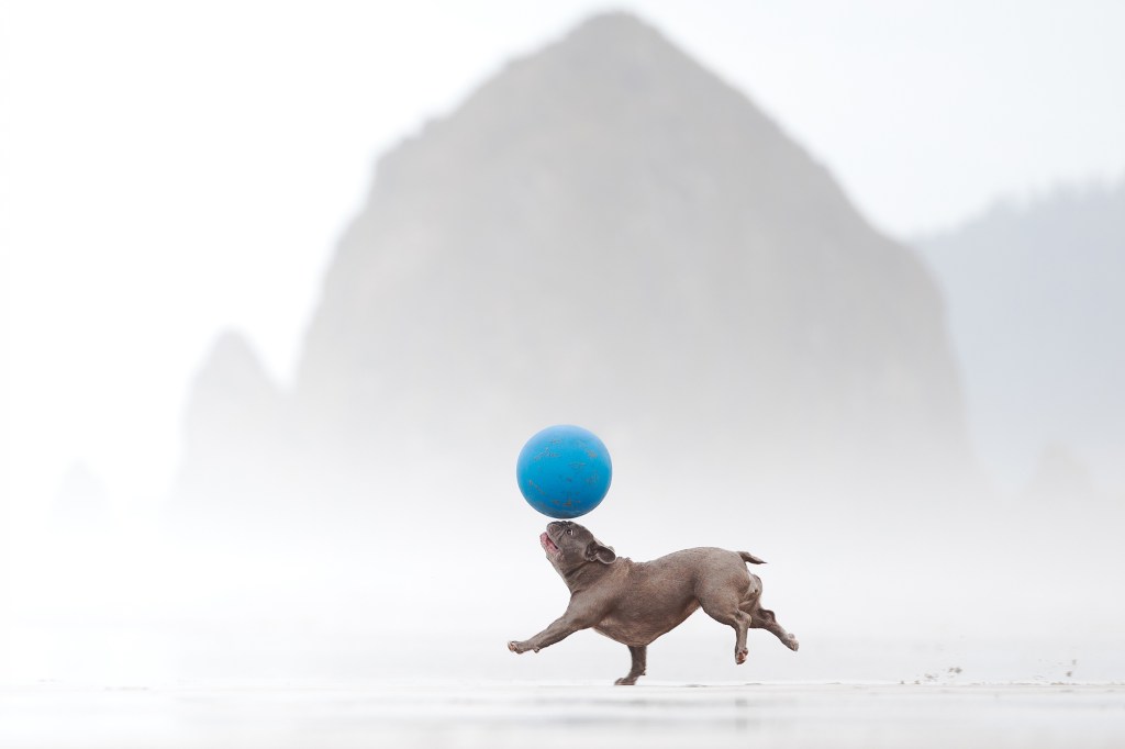 Dog Photography Awards, photo, winner