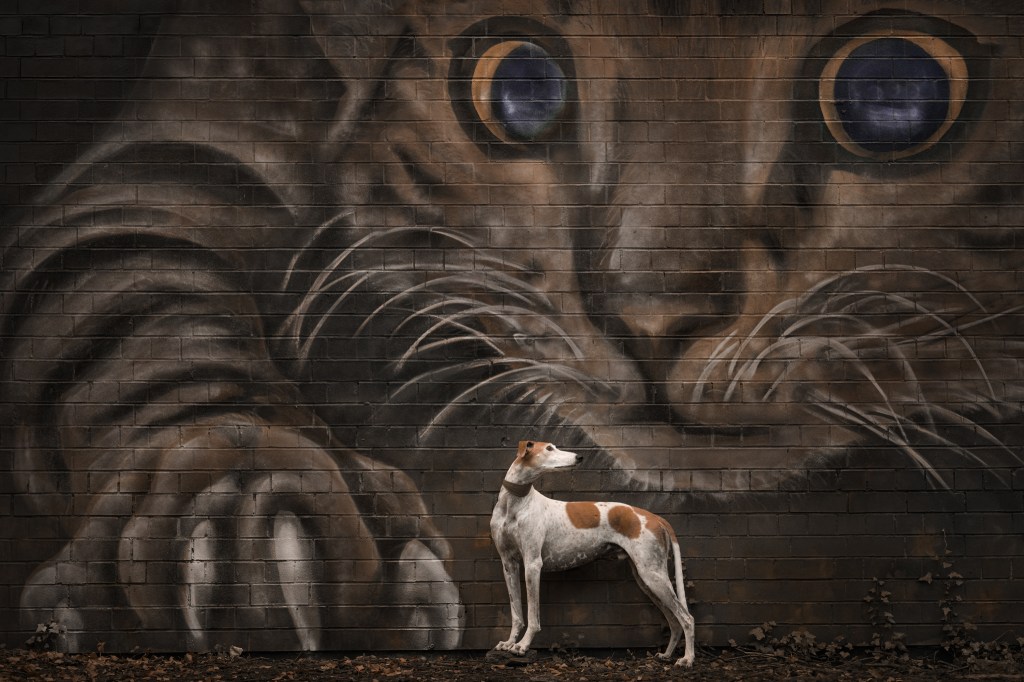 Dog Photography Awards, photo, winner