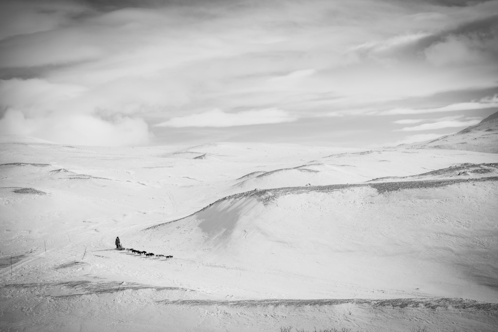 Dog Photography Awards, photo, winner