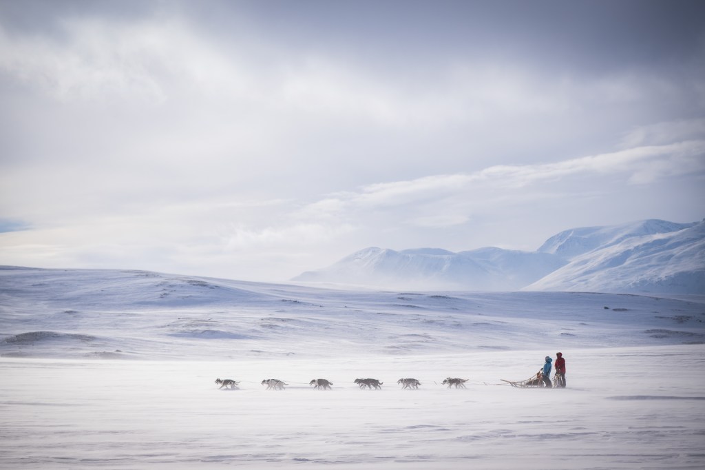 Dog Photography Awards, photo, winner