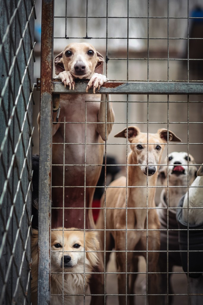 Dog Photography Awards, photo, winner
