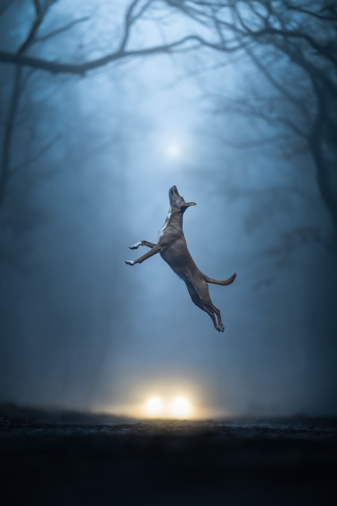 Dog Photography Awards, photo, winner