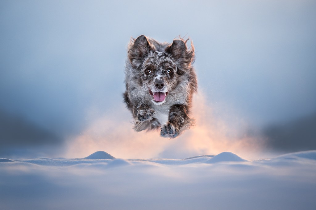 Dog Photography Awards, photo, winner