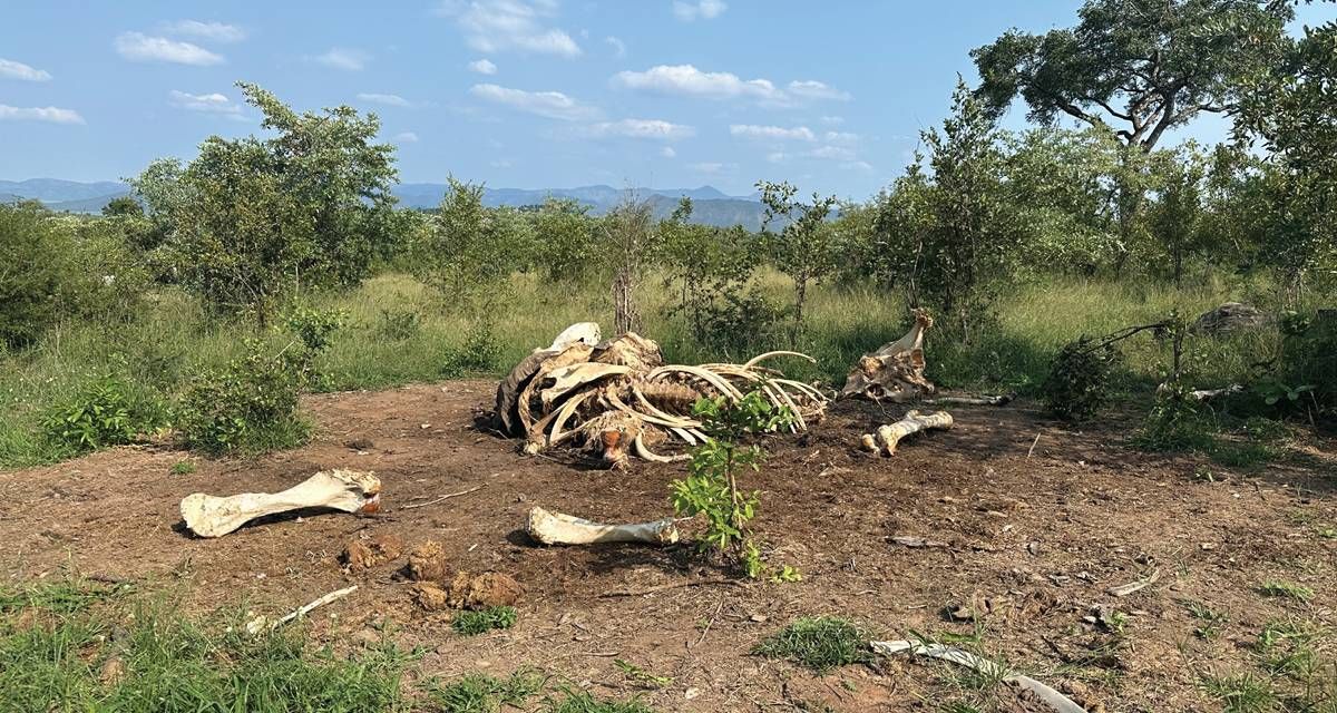 elephant carcass, kruger national park, elephants, africa enviornment, elephant research