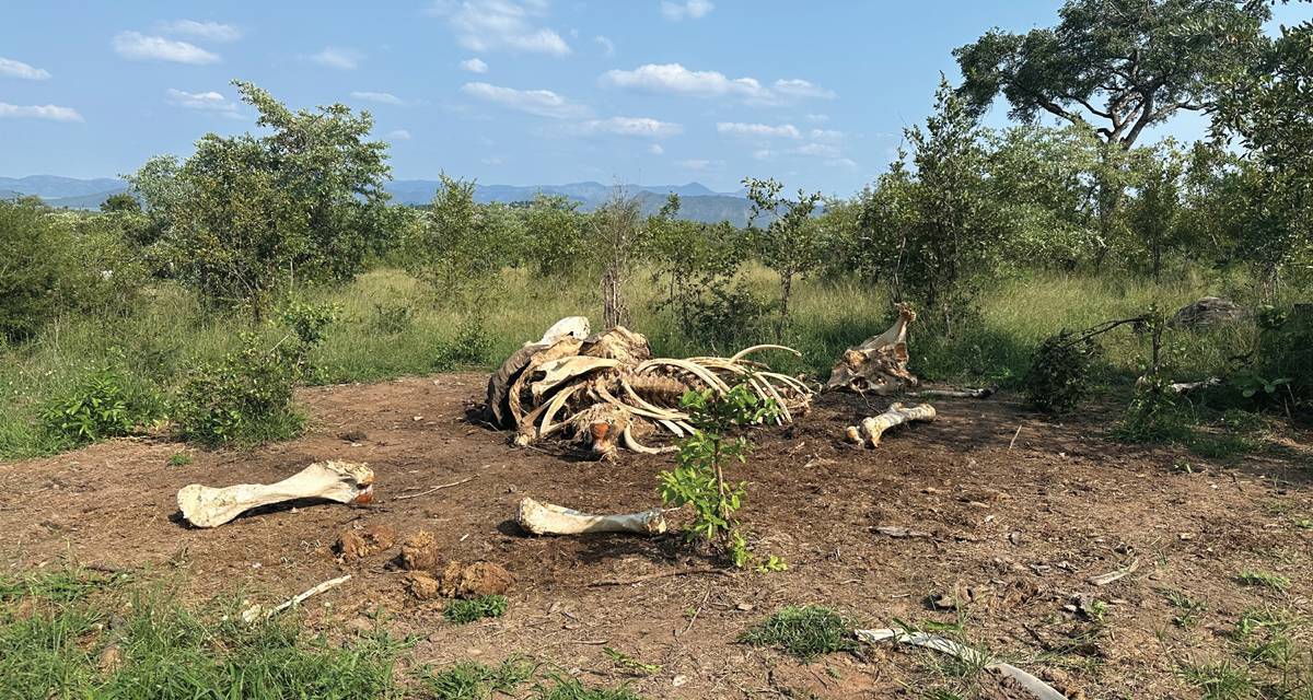 elephant carcass, kruger national park, elephants, africa enviornment, elephant research