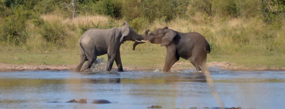 elephants, africa, kruger national park