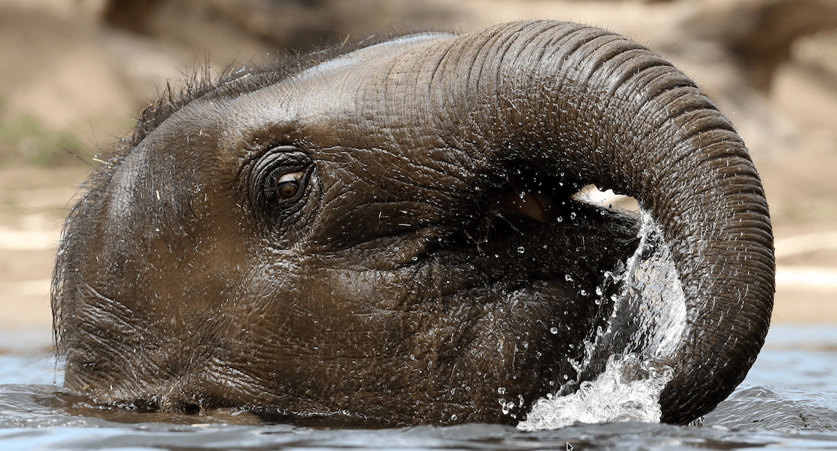 nature, animals, best of humanity