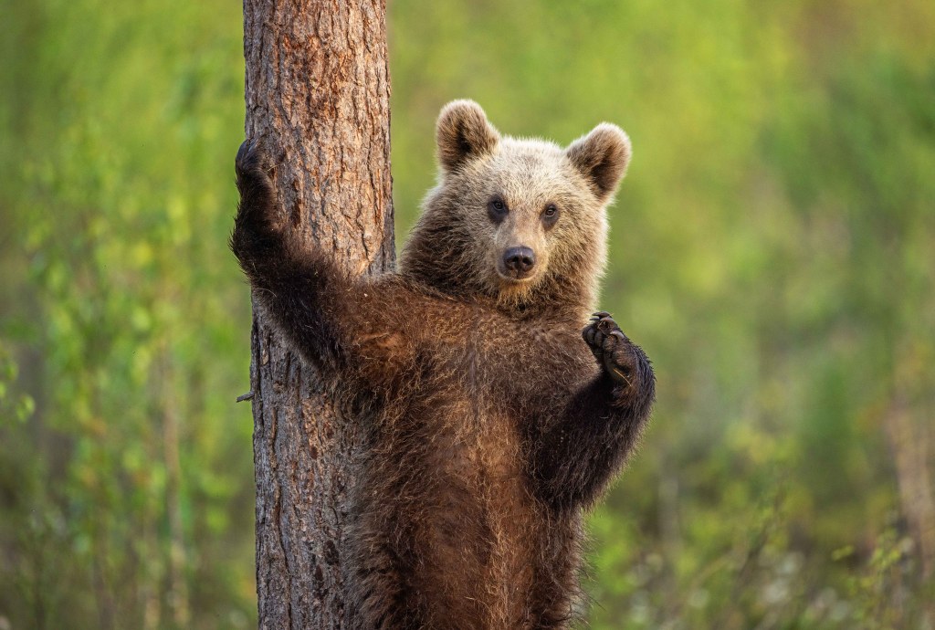 brown bear, comedy wildlife awards, nature photography, 