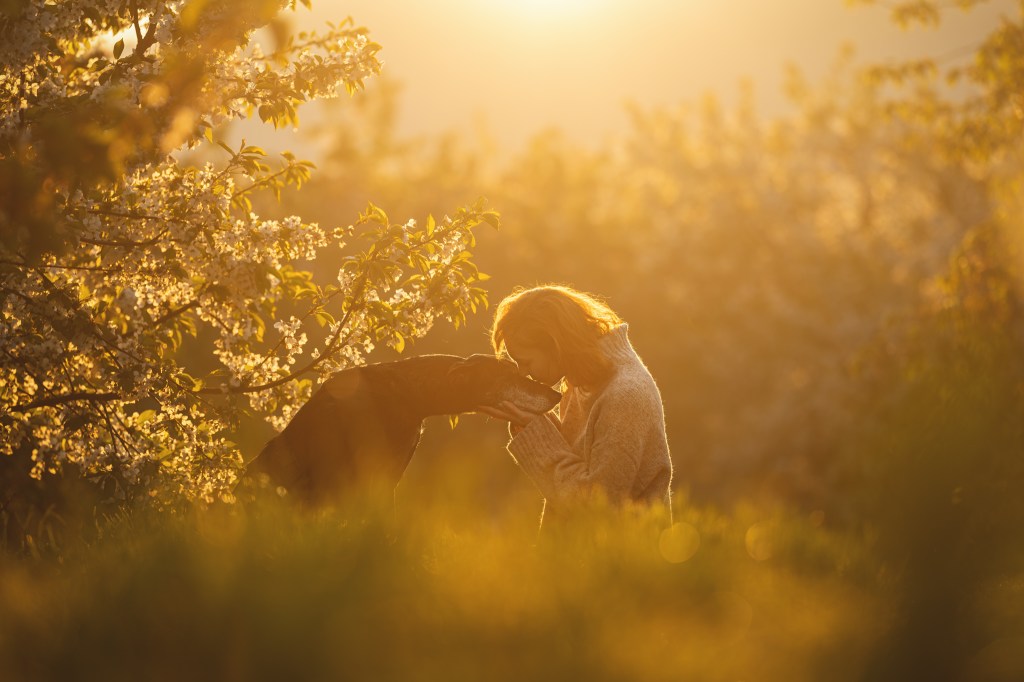 Dog Photography Awards, photo, winner