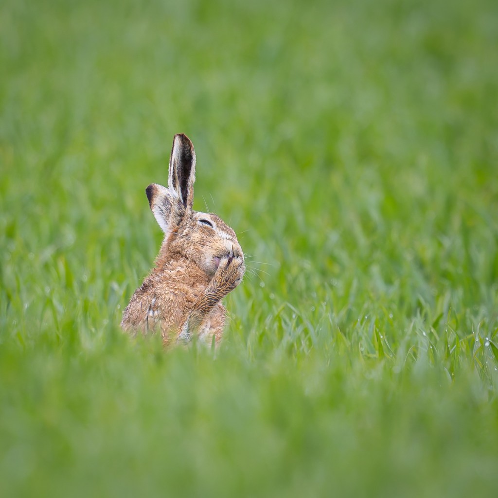 brown hare, comedy wildlife awards, nature photography,