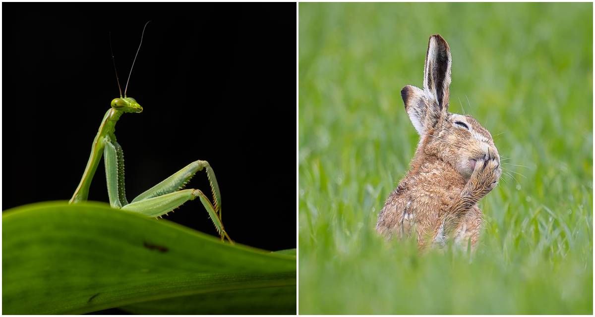 comedy wildlife awards, mantis, brown hair, funny animal photos, nikon