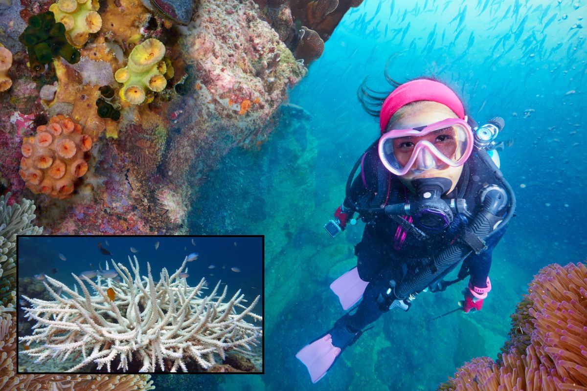 coral, coral reefs, climate change, global warming, ocean warming, save the reefs, save the coral, science, making sense of science