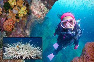 coral, coral reefs, climate change, global warming, ocean warming, save the reefs, save the coral, science, making sense of science