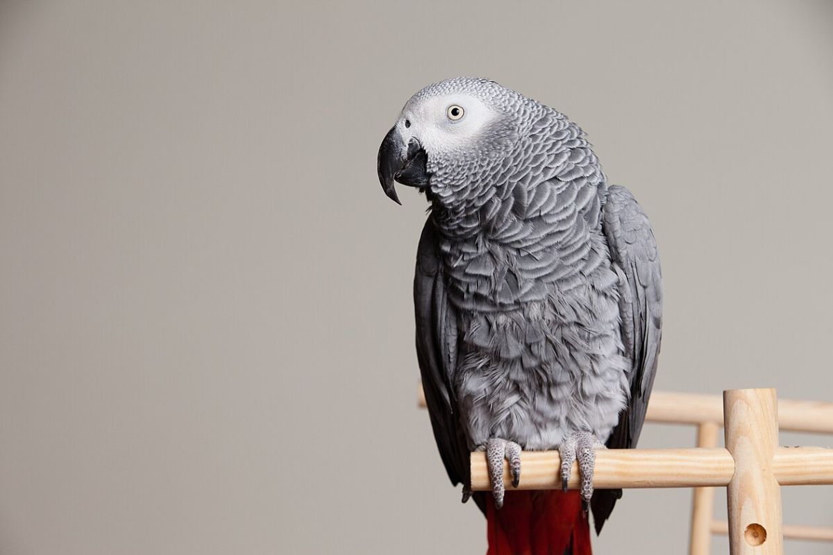parrots, birds, pets, pet bird, pet parrot, funny parrot, talking parrot, talking animals, funny animals, viral pets, wildlife, funny, humor