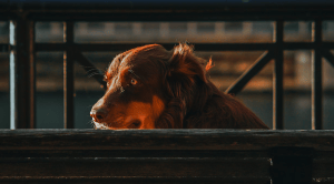 nature, pets, best of humanity