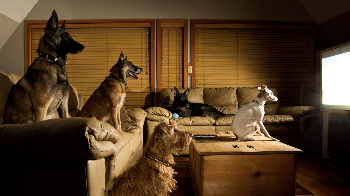 Pets are pawing at screens to watch this South Korean cartoon. Experts explain the science behind it.
