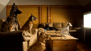 animals, nature, science
