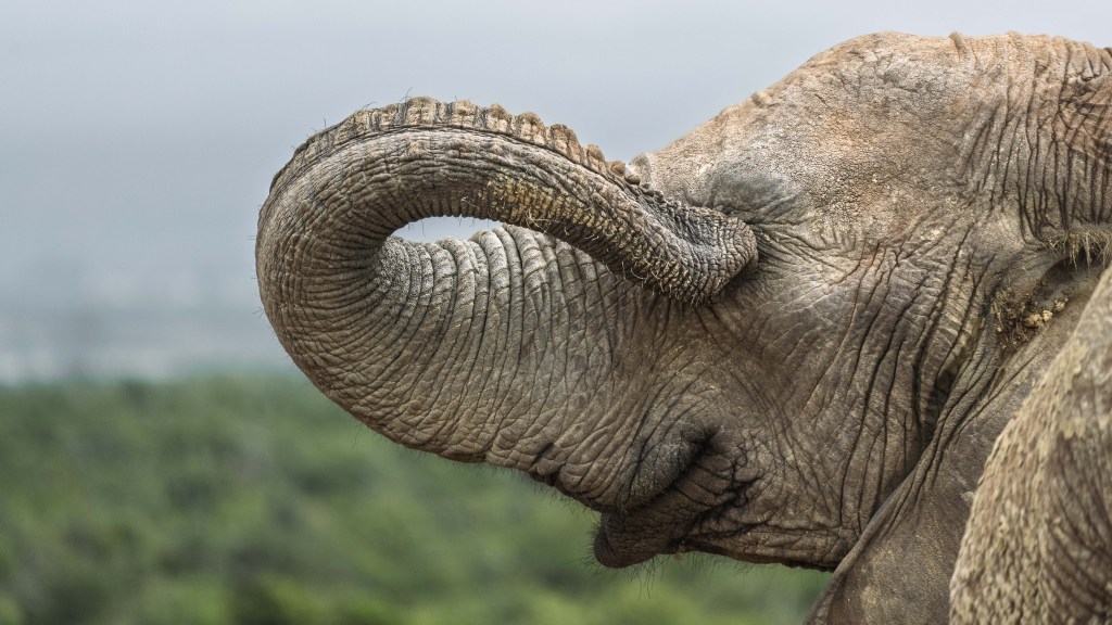 elephant, comedy wildlife awards, nature photography,
