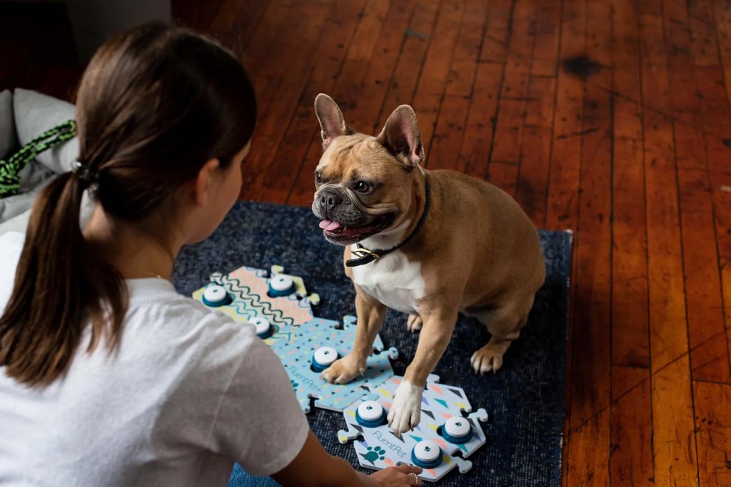 dogs, pets, animals, cats, animal communication, communication, speech, technology, research, pet psychology, caesar millan