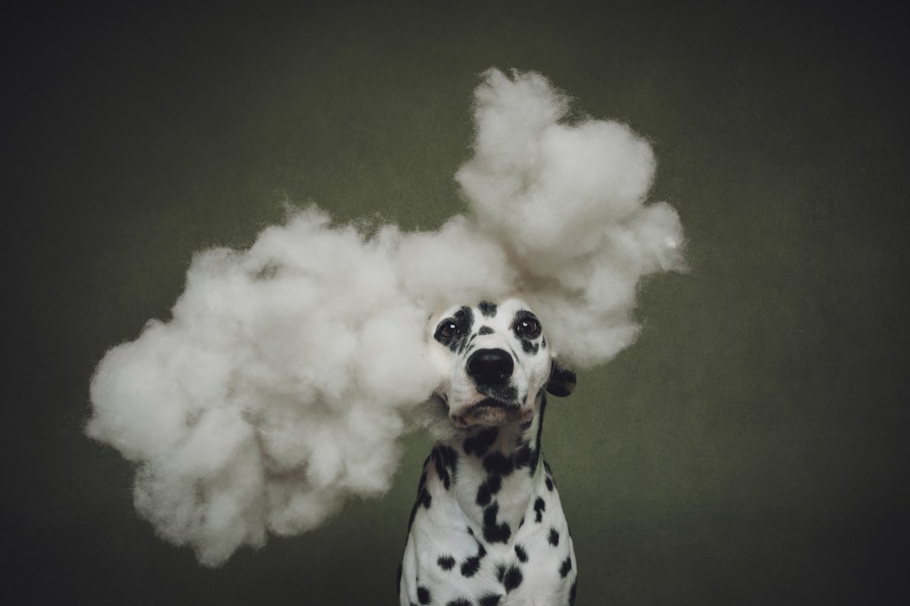 Dog Photography Awards, photo, winner