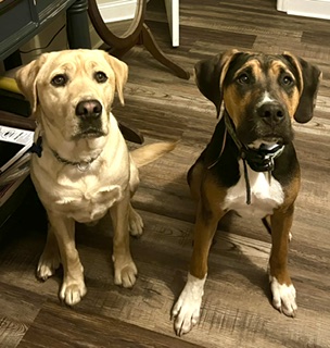 dogs, guide dog, seeing-eye dog

