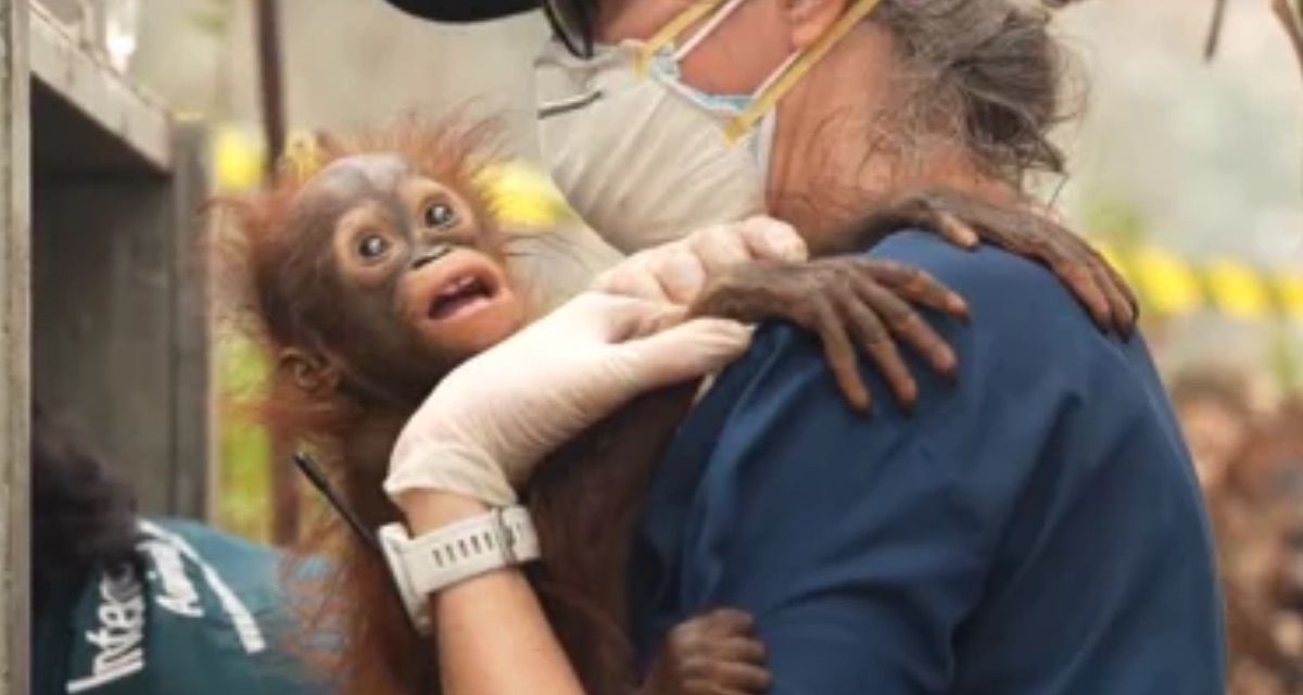 baby orangutan, irene, borneo