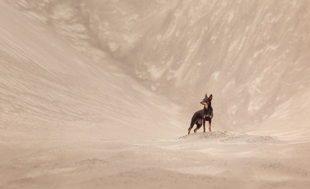 Dog Photography Awards, photo, winner
