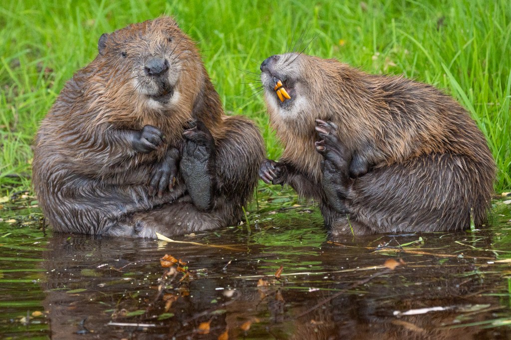 beavers, comedy wildlife awards, nature photography, 