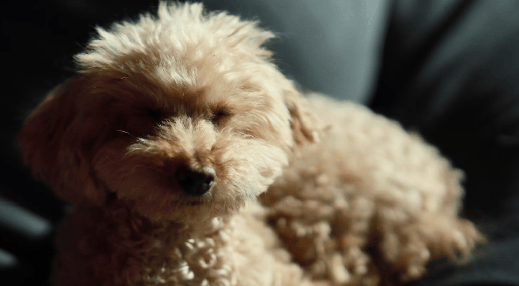 nature, pets, funny