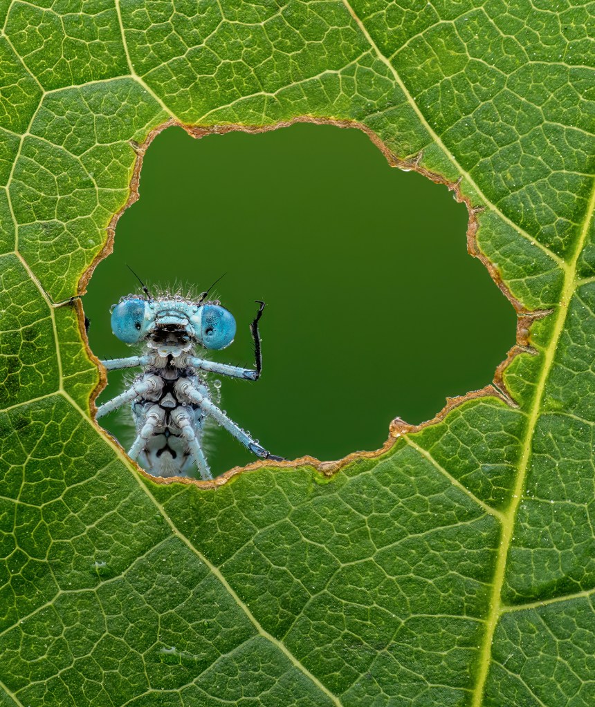 comedy wildlife awards, nature photography, damselfly