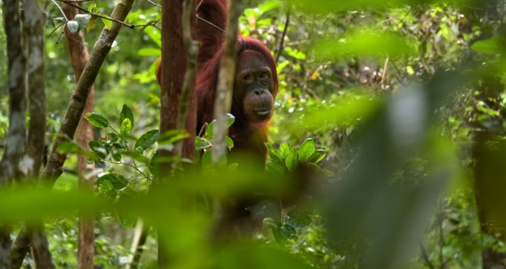 orangutan, borneo, rainforest
