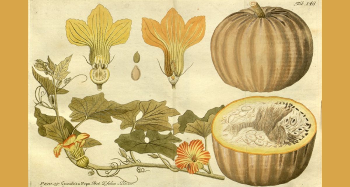 pumpkin, pumpkins, pumpkin recipe, pumpkin recipes, pumpkins recipes 1800s