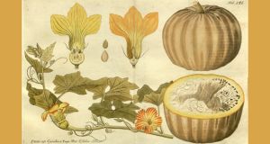 pumpkin, pumpkins, pumpkin recipe, pumpkin recipes, pumpkins recipes 1800s