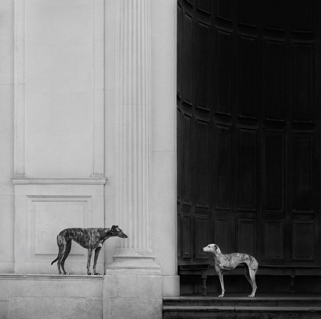 Dog Photography Awards, photo, winner