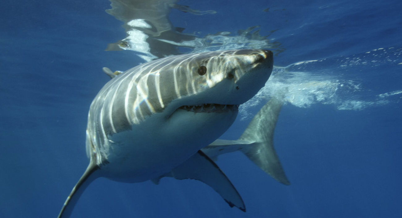 Scientists are using sharks to forecast hurricanes. The secret lies in what they track beneath the waves.