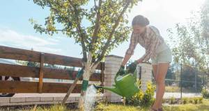 water can, watering a tree, woman watering, landscape